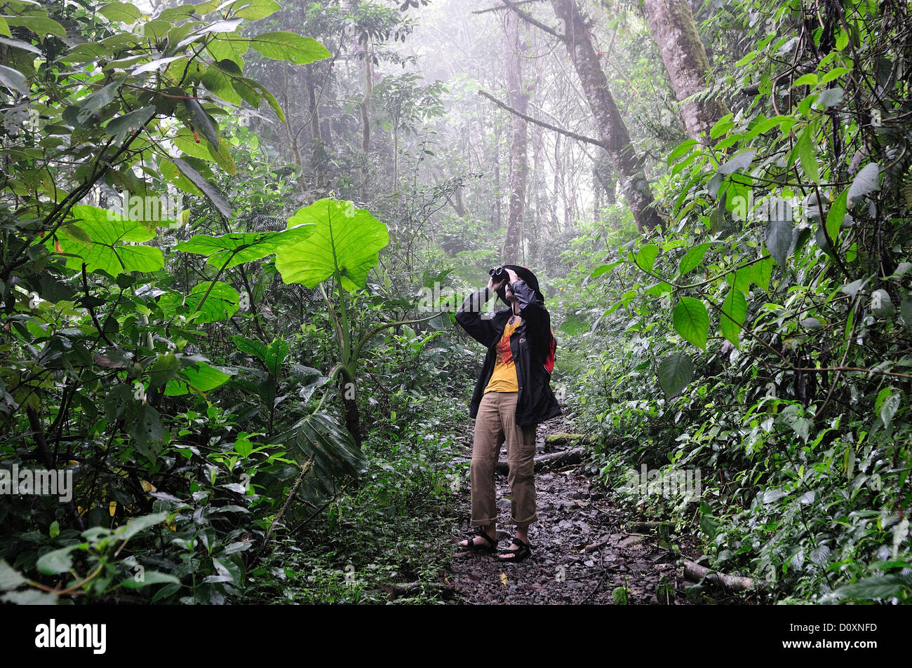 Bird watching, Cloud Forest, Rain Forest, persona, escursionismo, Chiriqui Viejo, Foresta, Parque Nacional de Amistad, parco nazionale, UNE Foto Stock