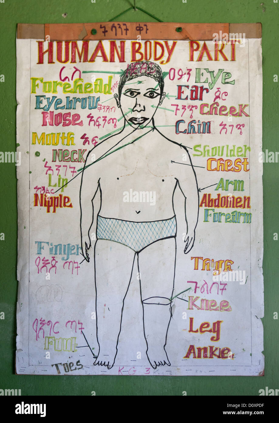 Parti del corpo umano Grafico In Shashemene Scuola giamaicano, Regione Oromia, Etiopia Foto Stock