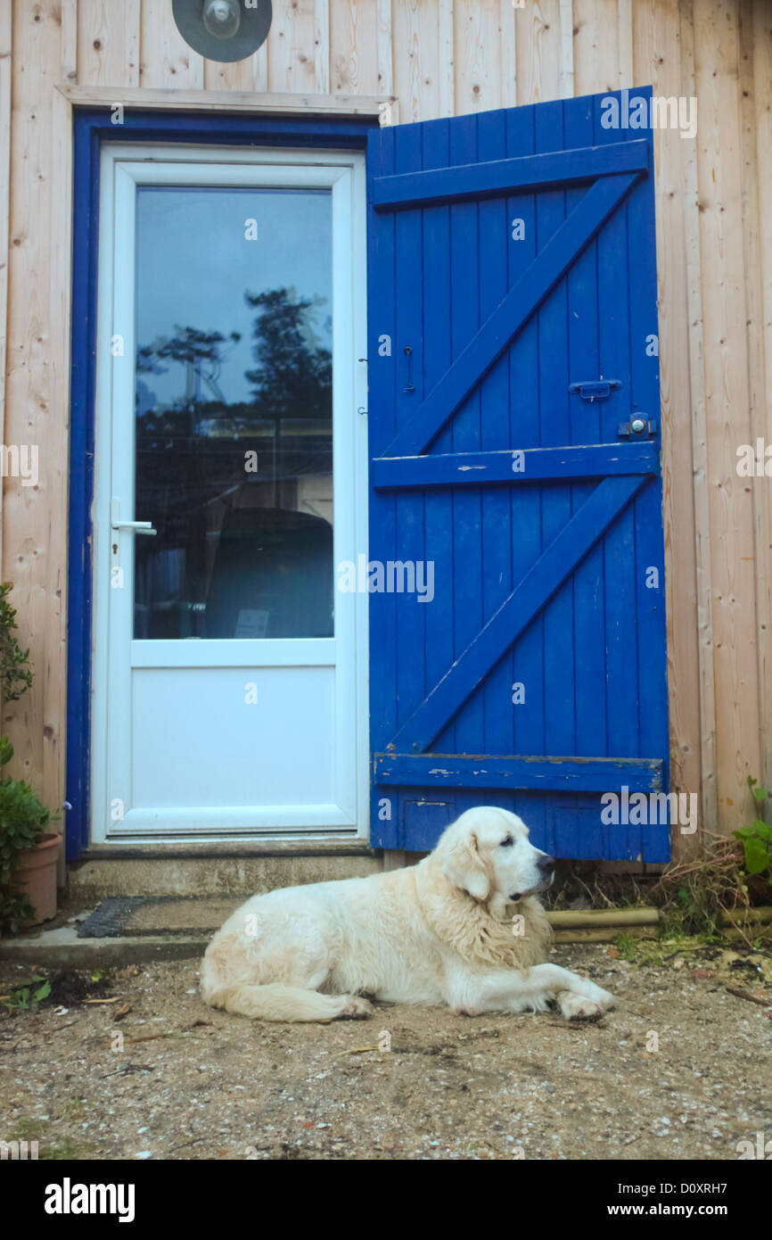 Vecchio golden retriever seduto davanti a casa in legno con otturatore blu. Foto Stock