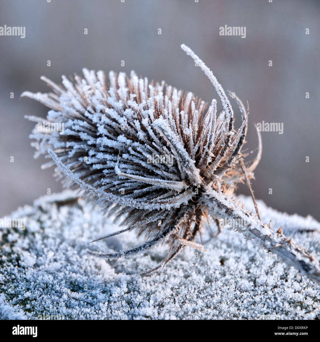 Un teasel congelati in cima a un gelido francese post, segala, East Sussex Foto Stock