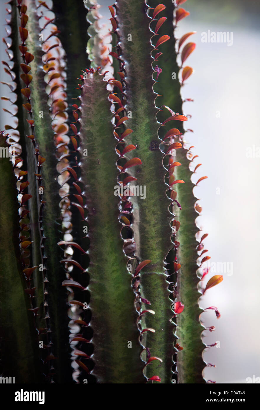 Cactus con poche foglie rosse Foto stock - Alamy