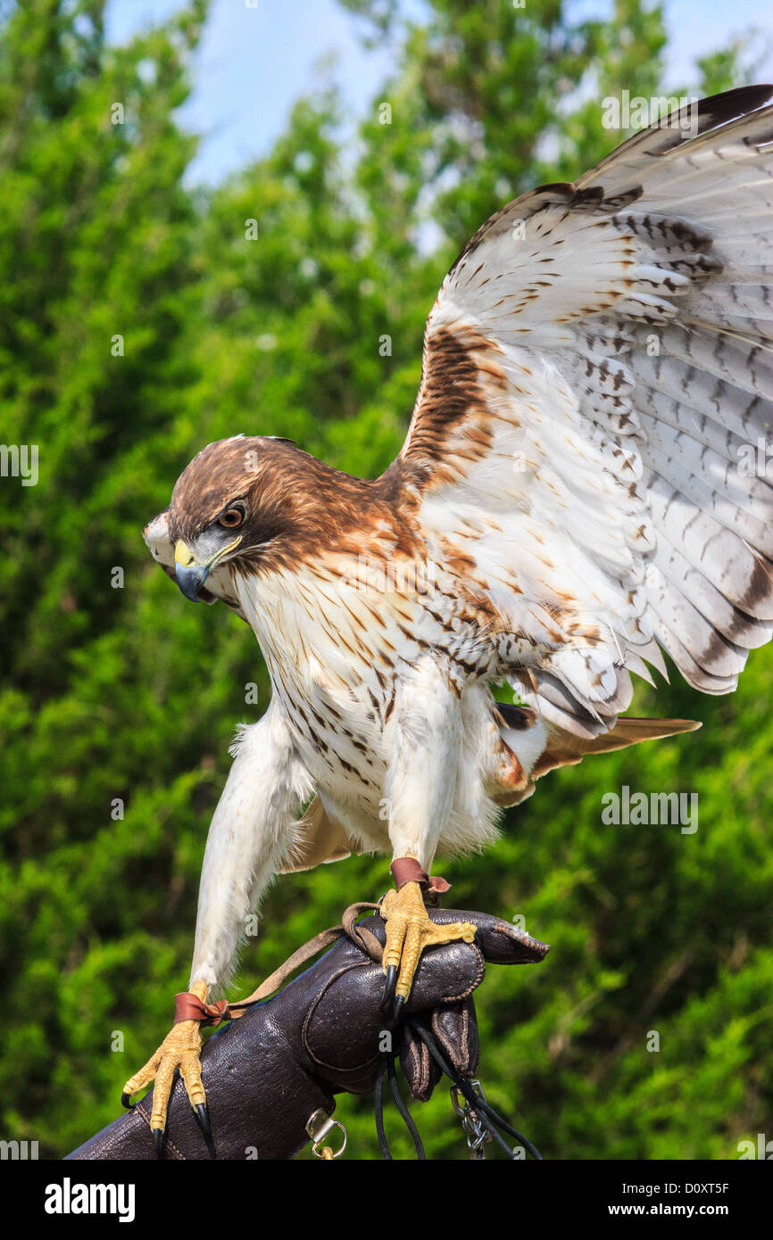 Falco rosso - munito Foto Stock