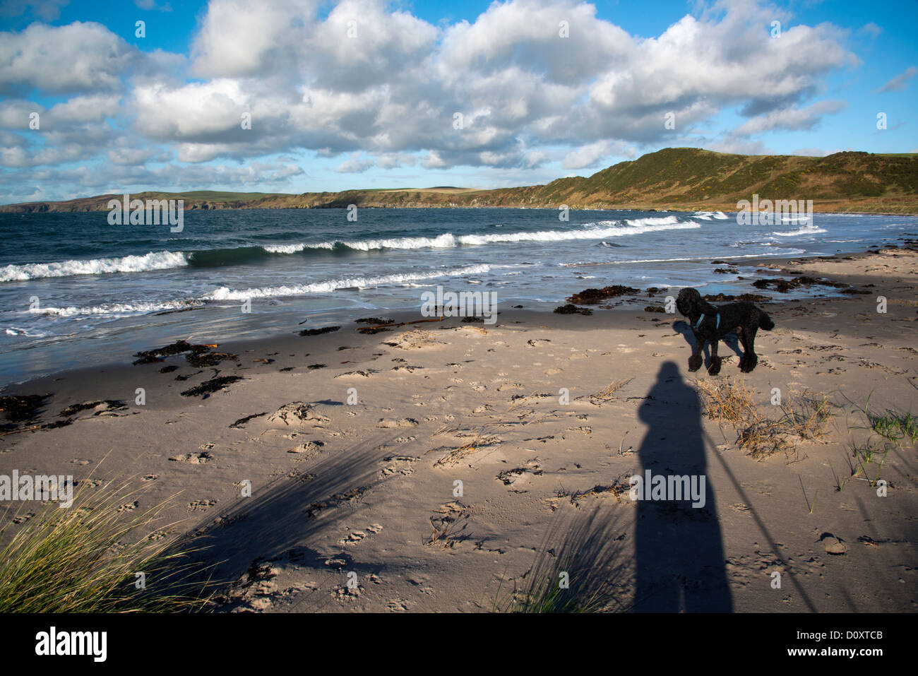 Cane di camminare sulla spiaggia, Scozia. Foto Stock