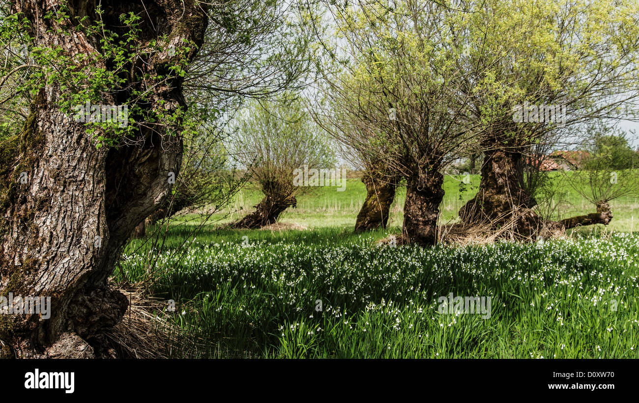 Vecchio Aare, flower meadow, blossom, Büren an der Aare, Canton Berna, Leucojum aestivum, Meienried, la conservazione della natura, natura res Foto Stock