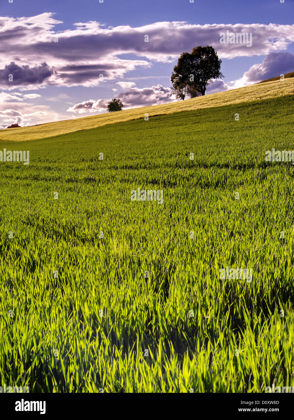 Campo, albero, gruppo di alberi, un campo di grano, grano-campo, cornfield, sky, Canton Berna, grano, campo di grano, agricoltura, Rüti bei Foto Stock