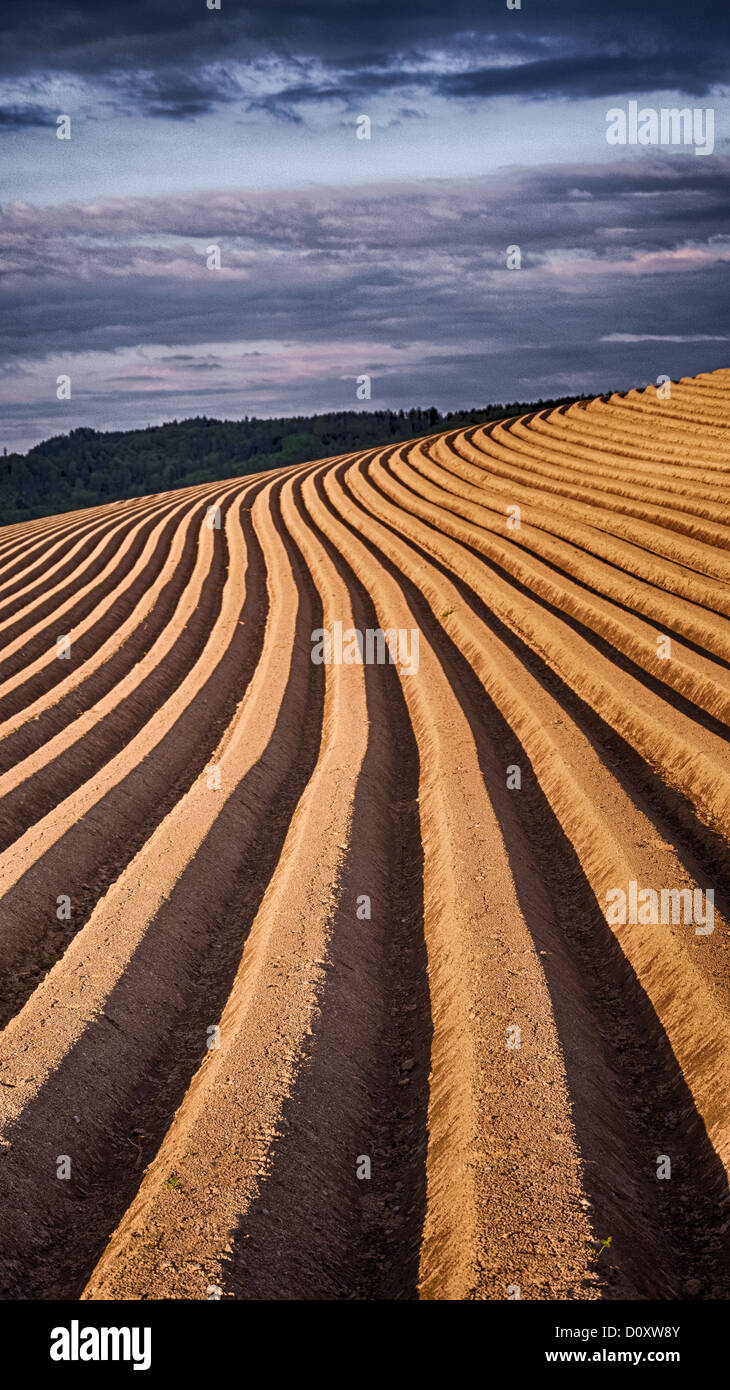 Campo, agraria, massa, solco, di Burgdorf, Canton Berna, campo di patate, agricoltura, aratro, Solco, zolla di terreno, Svizzera Foto Stock