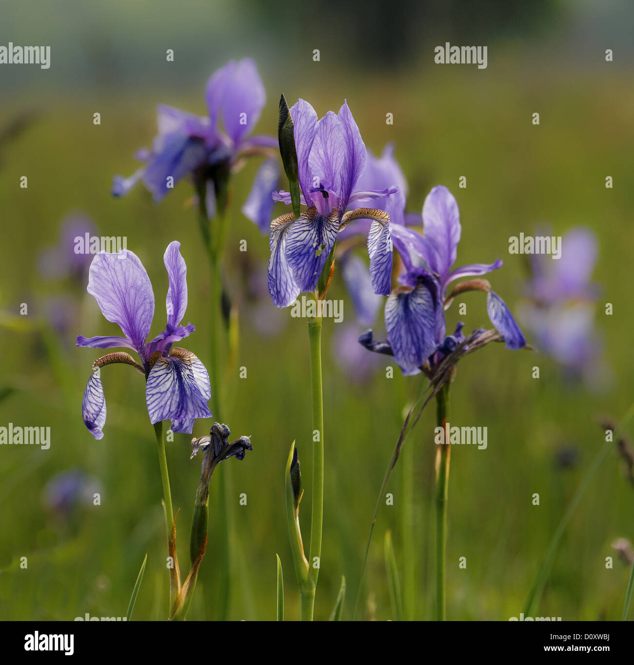 Blu, flower, blossom, praterie umide, iris sibirica, Canton Argovia, gigli, Merenschwand, natura, Reusstal, Svizzera, Europa Foto Stock