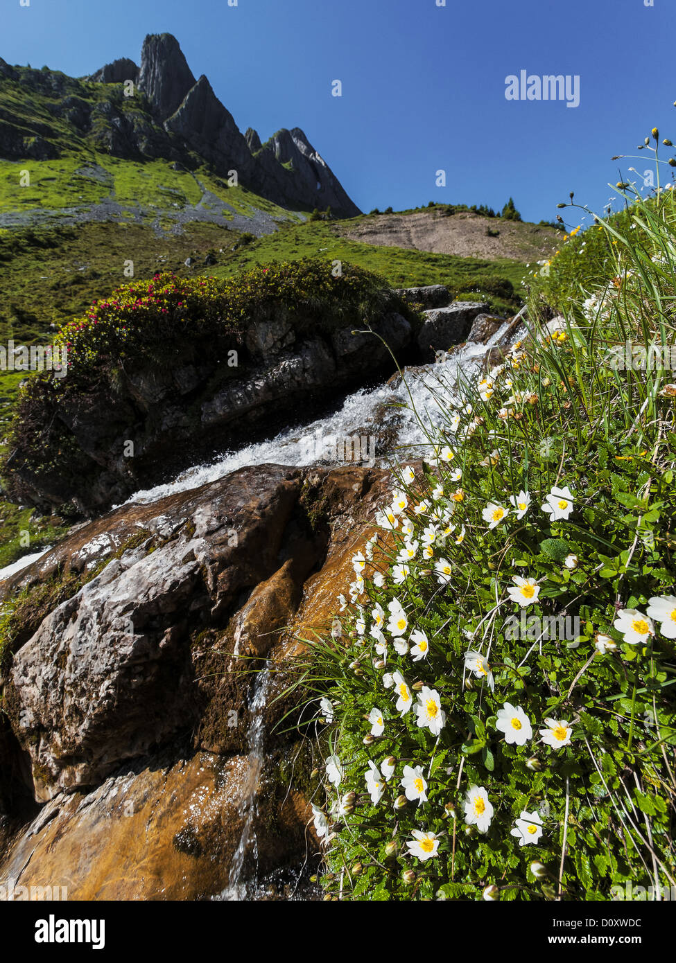 Alpi, la flora alpina, pianta alpina, Brook, paesaggio di montagna, Alpi Bernesi, Oberland bernese, Dryas octopetala, della flora alpina, è Foto Stock