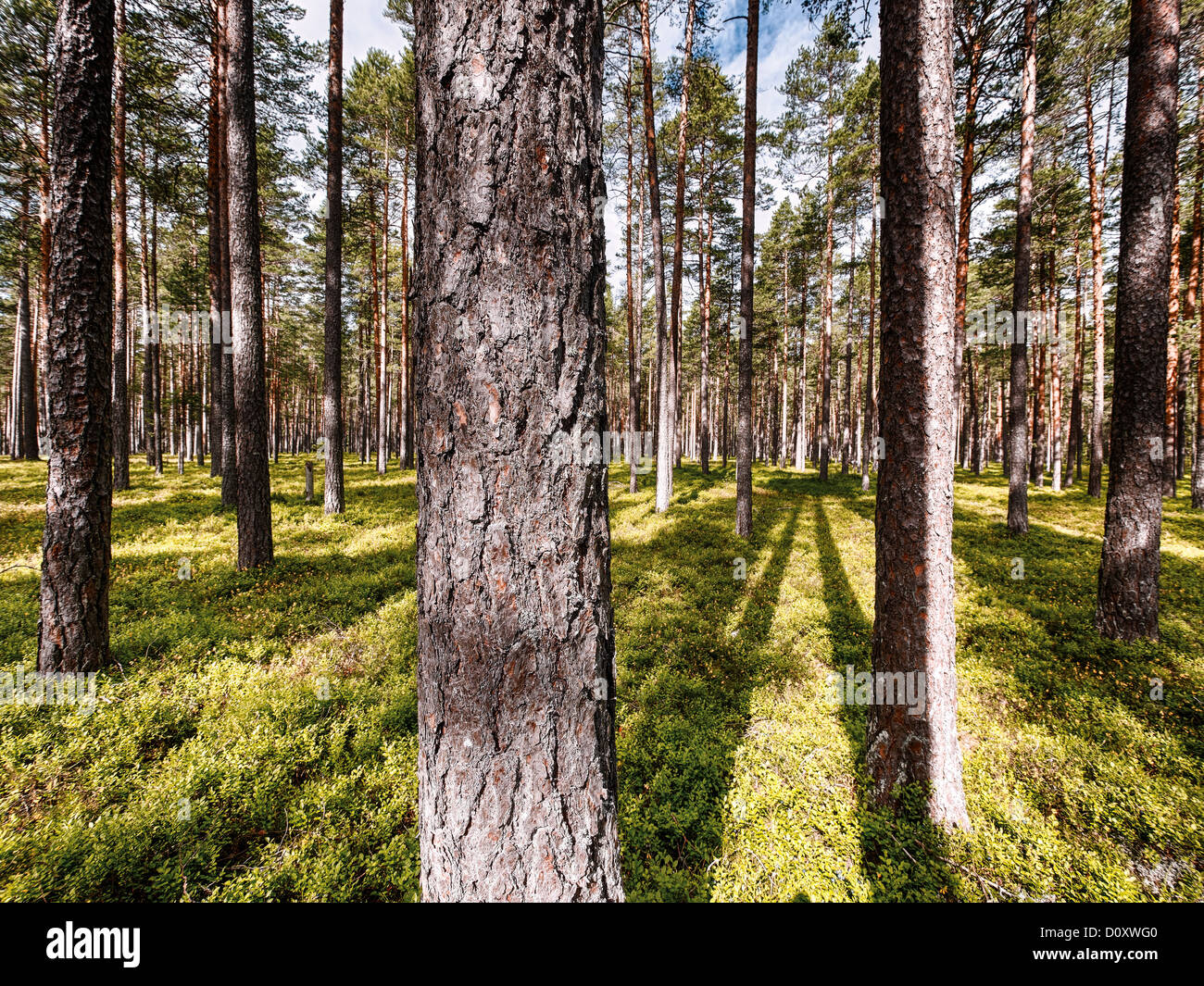 Buskerud, mirtillo, pineta, conifere, natura, Norge, Norvegia, legno, foresta, Foto Stock
