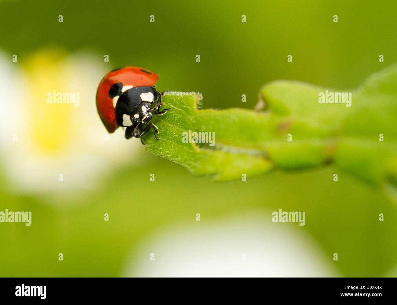 Sette spotted red ladybug (Coccinella septempunctata). Foto Stock