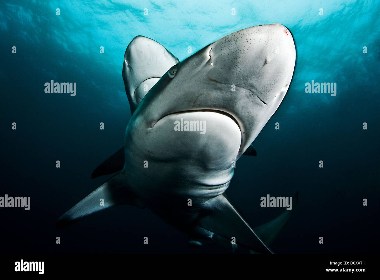 I Krays: e immagine di squali in una posa straordinariamente simile al David Bailey's originale Foto Stock