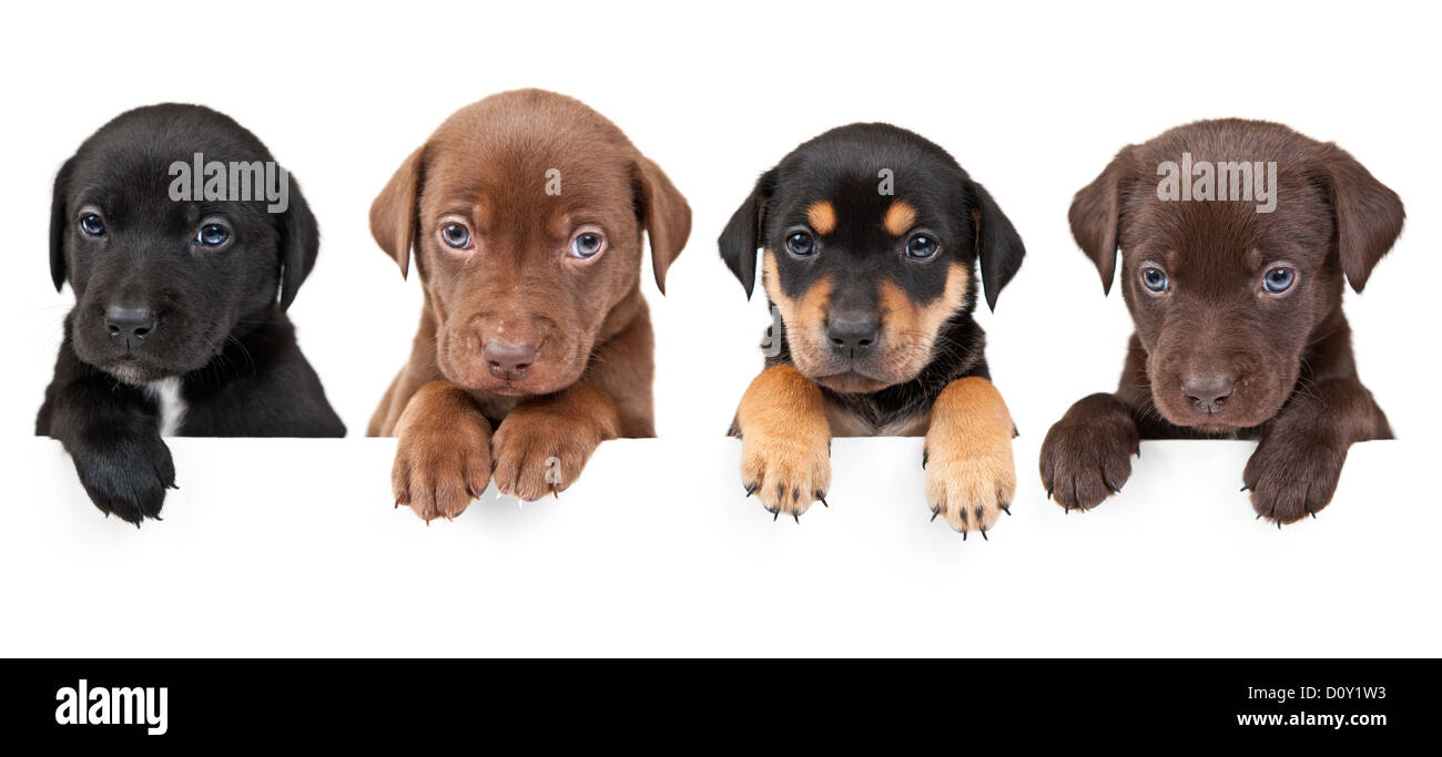 4 cuccioli mostrando loro zampe sopra banner bianco Foto Stock