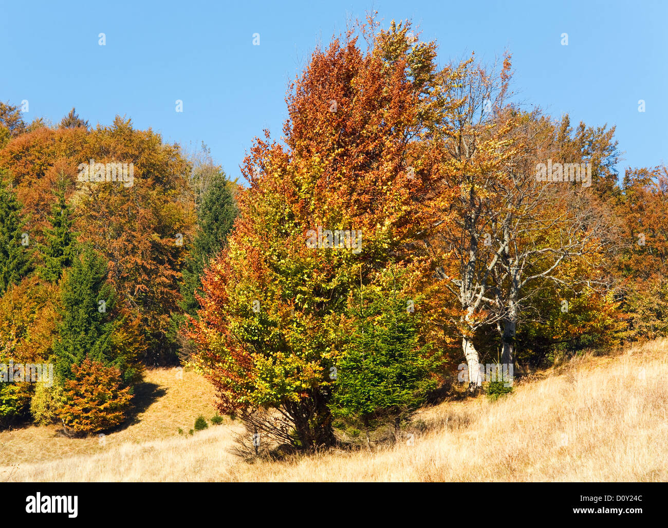 Autunno di foreste di montagna Foto Stock