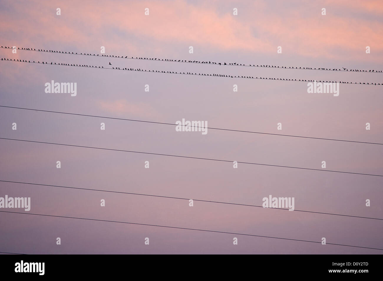 Molti uccelli sui fili al tramonto Foto Stock