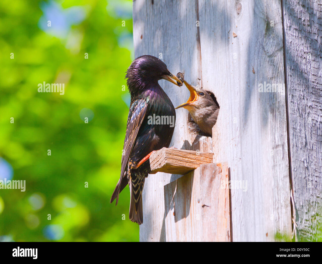 Starling sfamare la sua annidata Foto Stock