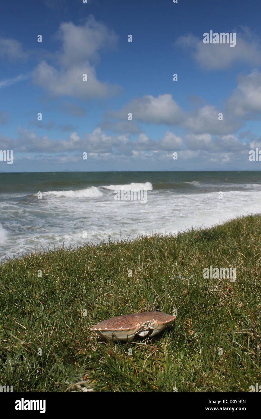 Guscio di granchio su Cardigan Bay costa al Tonfanau vicino Tywyn Galles Centrale Foto Stock