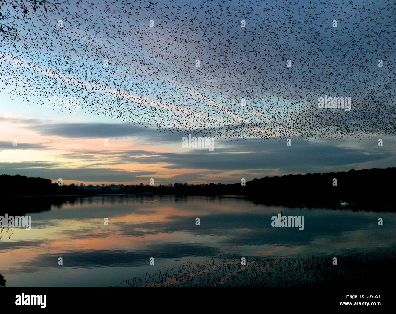 Starling murmurations su sunset semplice nel Cheshire, Inghilterra, prima sono ' appollaiati nei canneti. Foto Stock