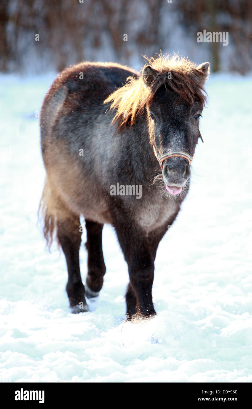 Väring, Svezia, pony Shetland nella neve Foto Stock