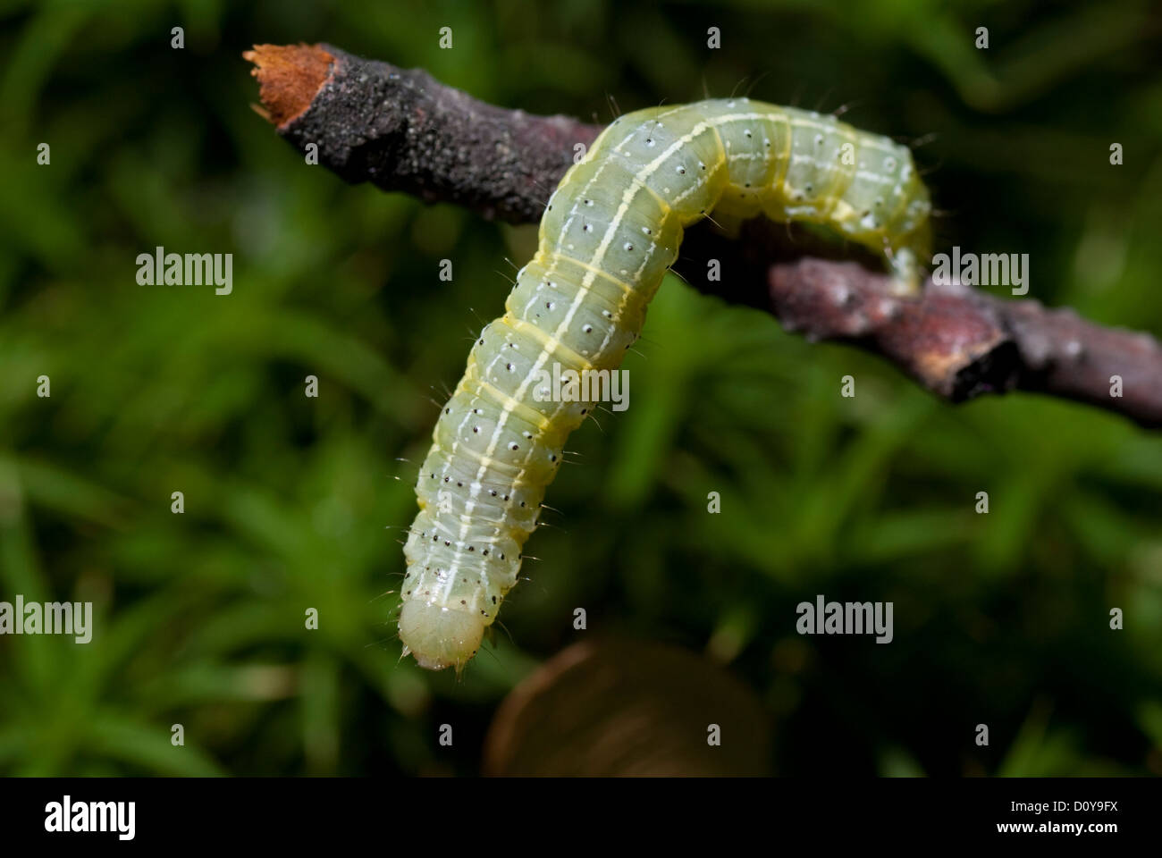 Caterpillar impend striping su erba sul bastone Foto Stock