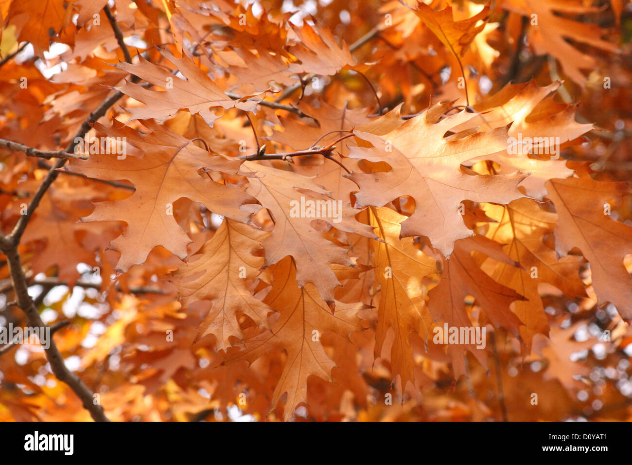 Rovere secco le foglie in autunno Foto Stock