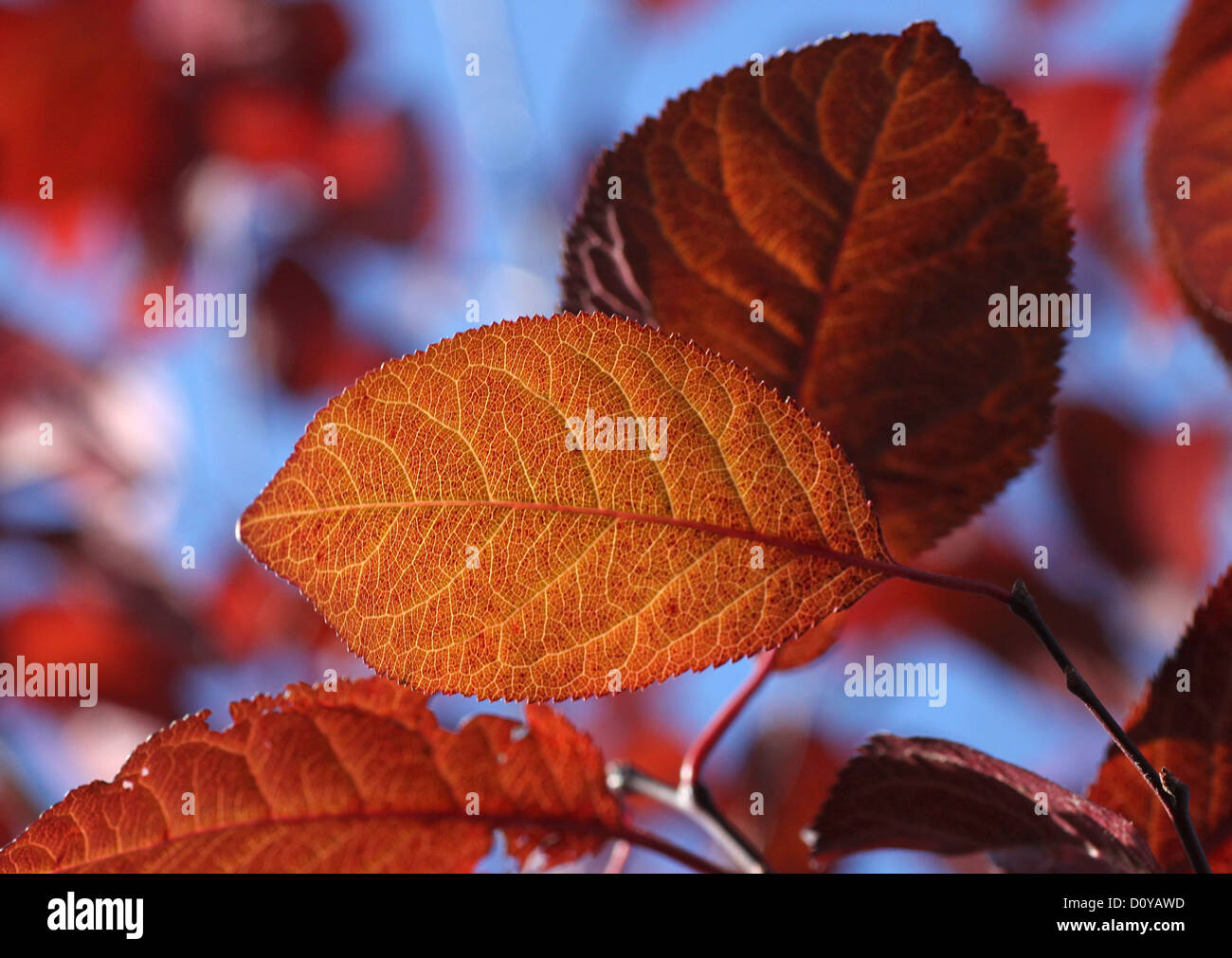 Close up viola foglie autunnali Foto Stock