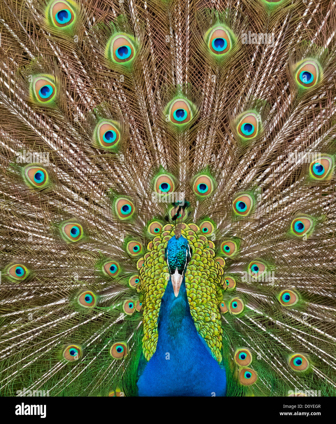 Indian Peafowl Pavo cristatus o Peacock con le sue piume di coda di diffusione come parte di un corteggiamento Foto Stock