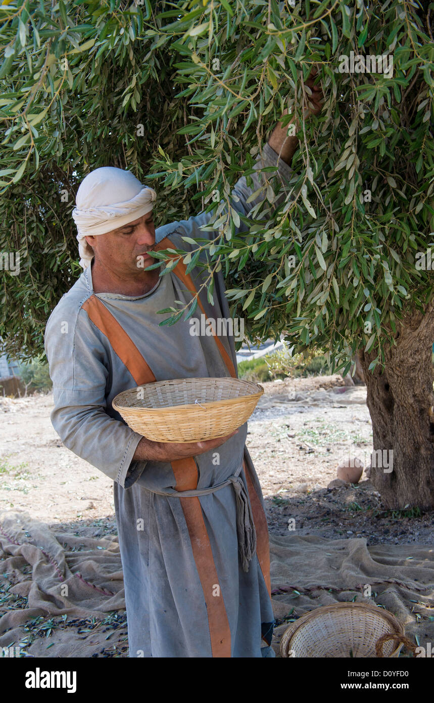 L'agricoltore palestinese la raccolta di olivo in Nazareth Village Foto Stock