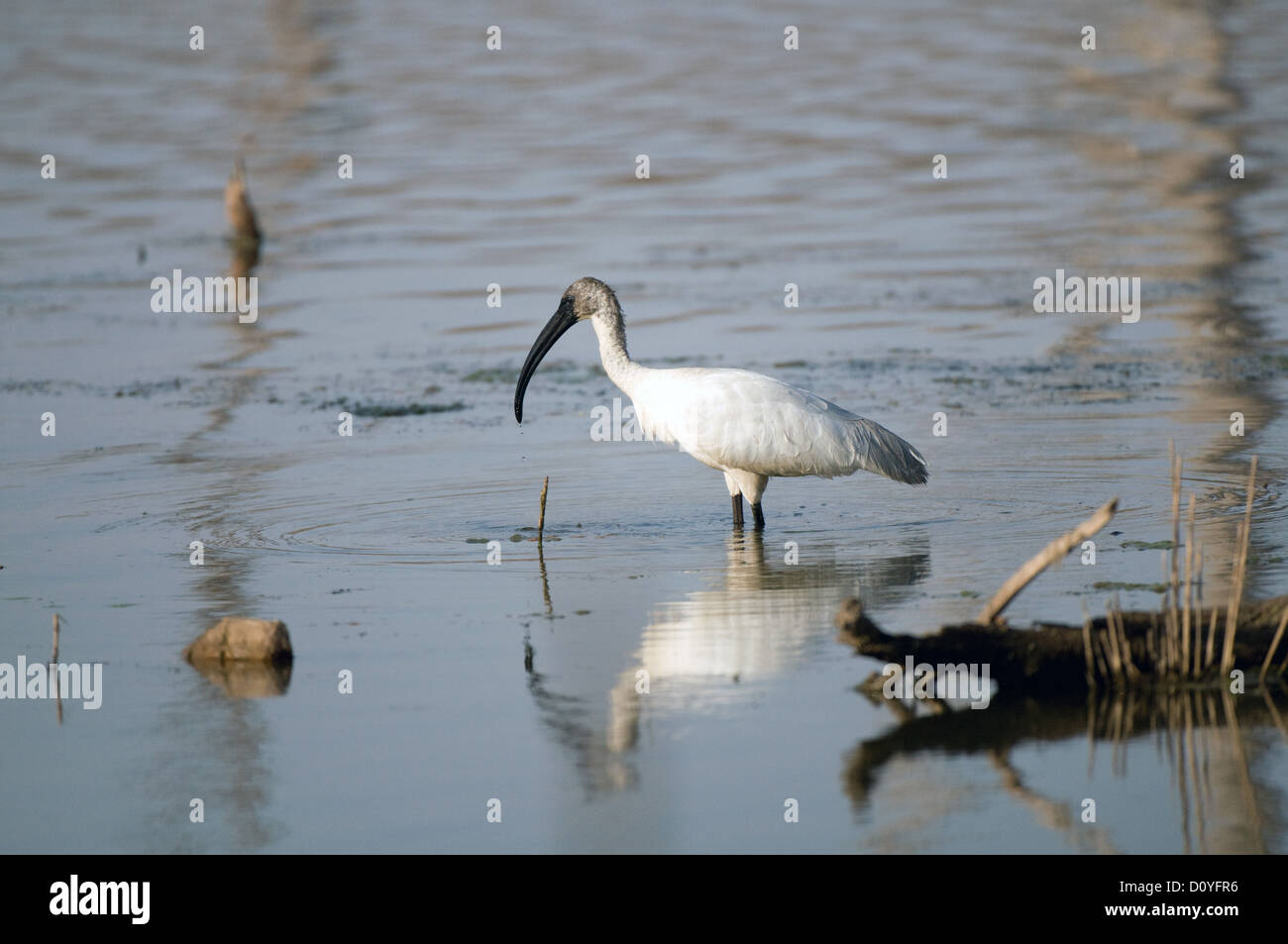 A testa nera ibis guadare in laguna Foto Stock