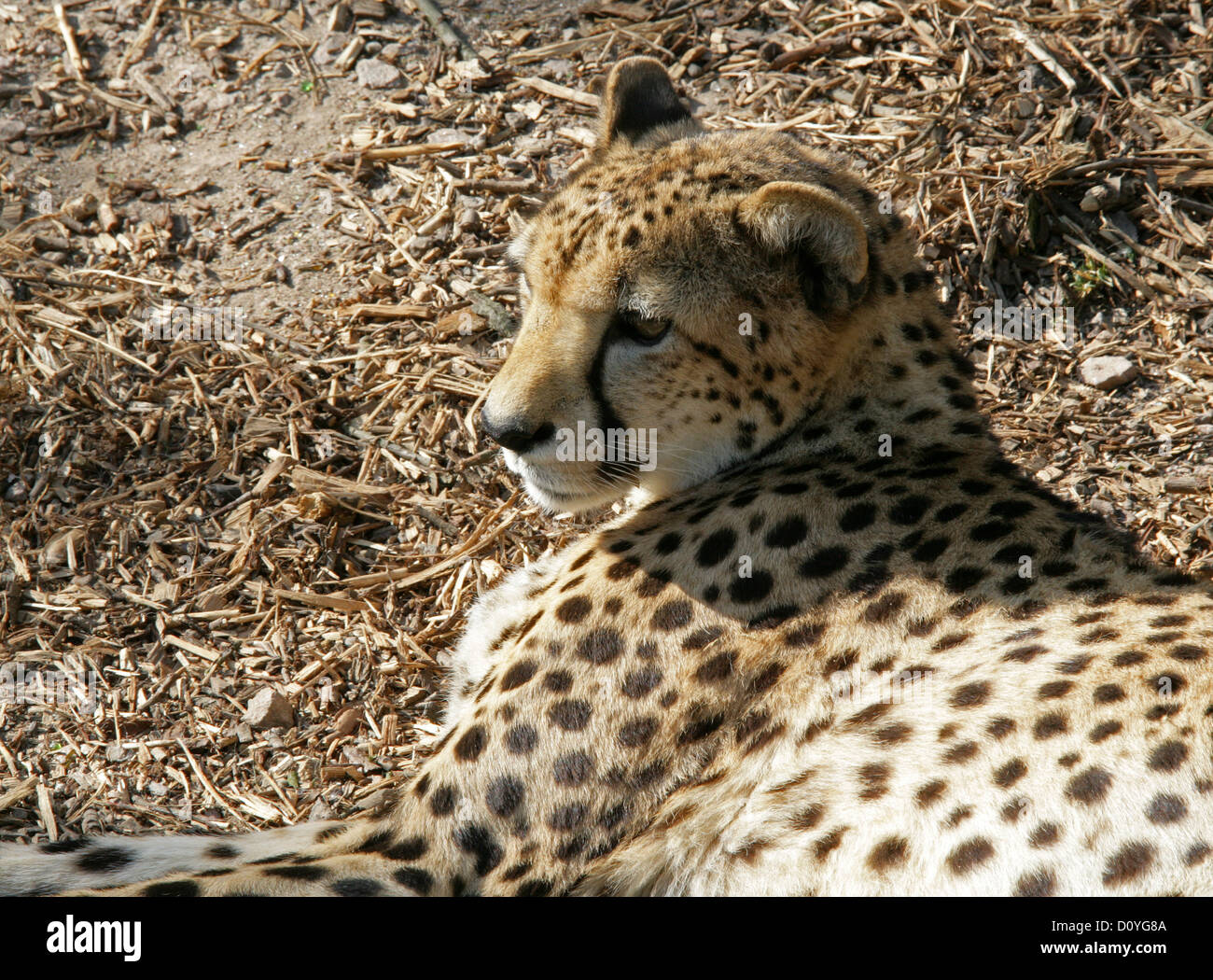 Cheetah, Acinonyx jubatus, Felidae Foto Stock