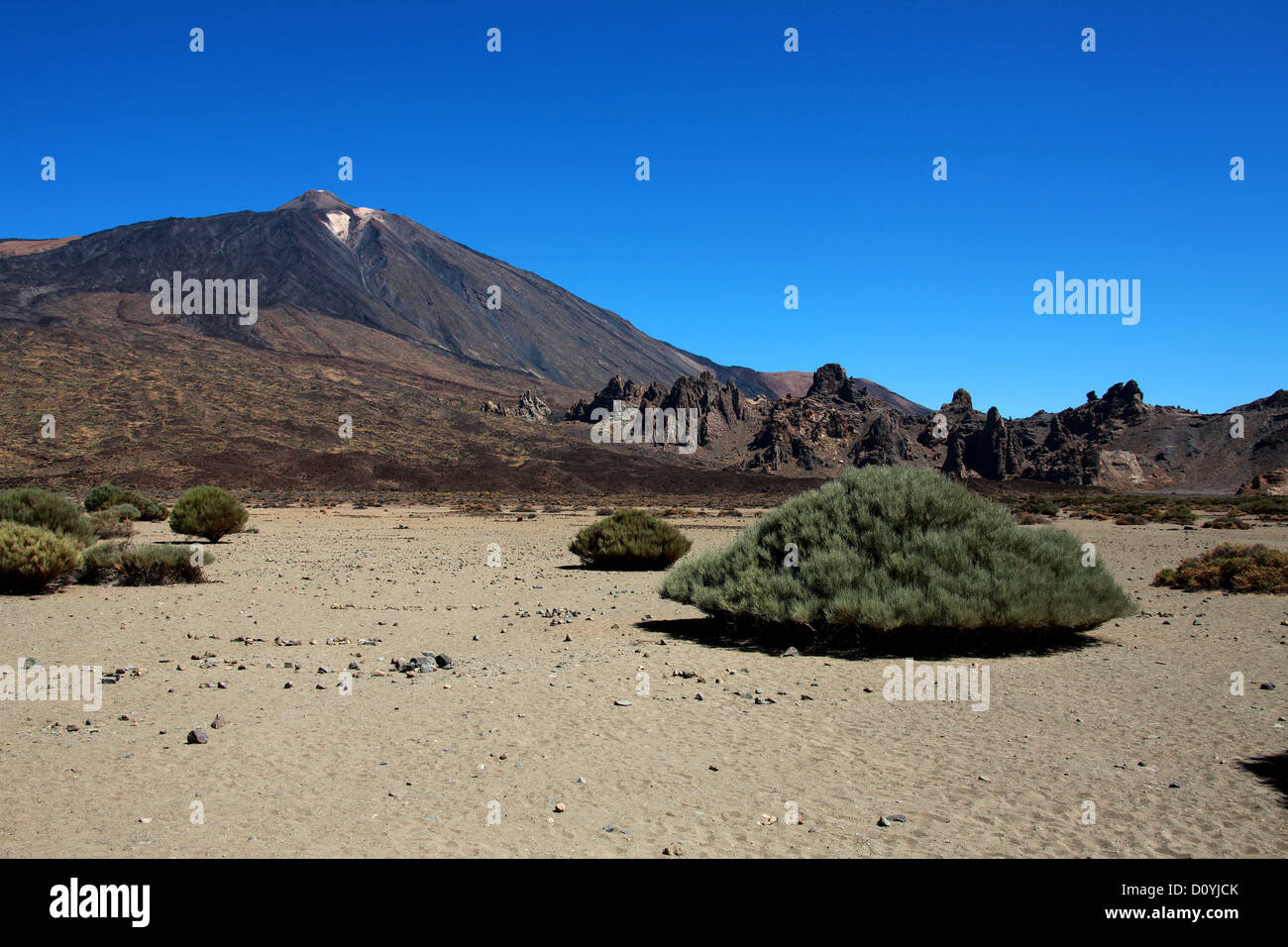 Il monte Teide, Tenerife, Isole Canarie. Il Teide Ginestra, Spartocytisus supranubius (Cytisus supranubius), Fabaceae. Foto Stock