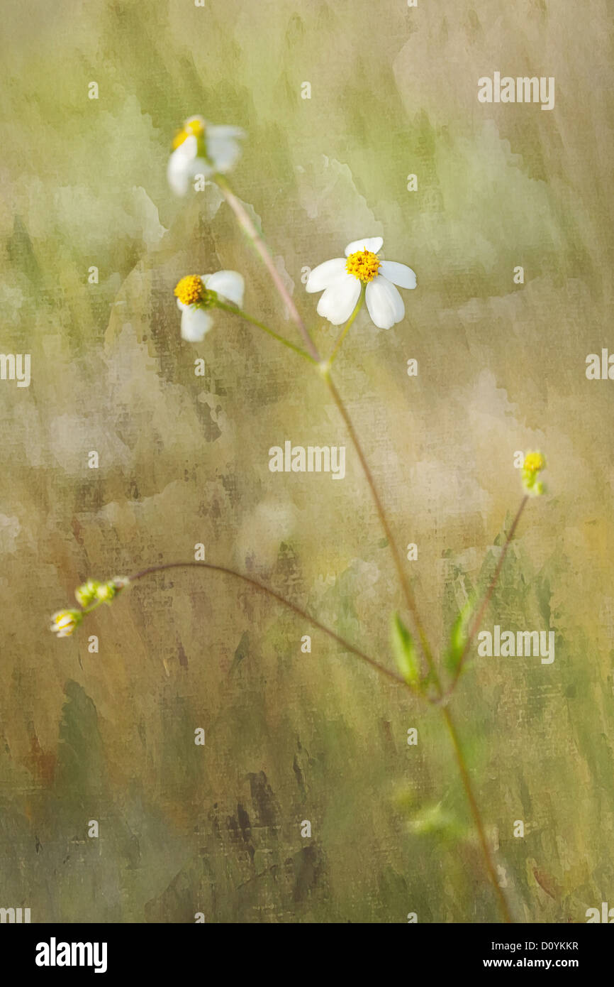 Fiore di primavera in un dipinto ad olio. Foto Stock