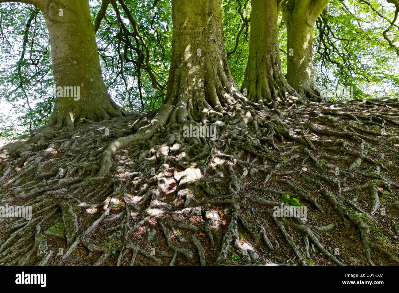 Esposti tree root sistema, Avebury, Wiltshire, Inghilterra Foto Stock
