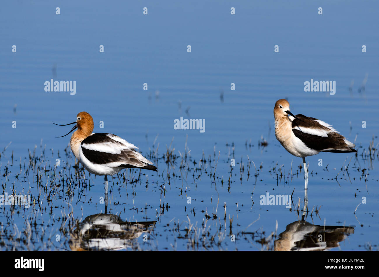 American Avocet in Malheur Wildlilfe nazionale rifugio, Oregon, Stati Uniti d'America Foto Stock