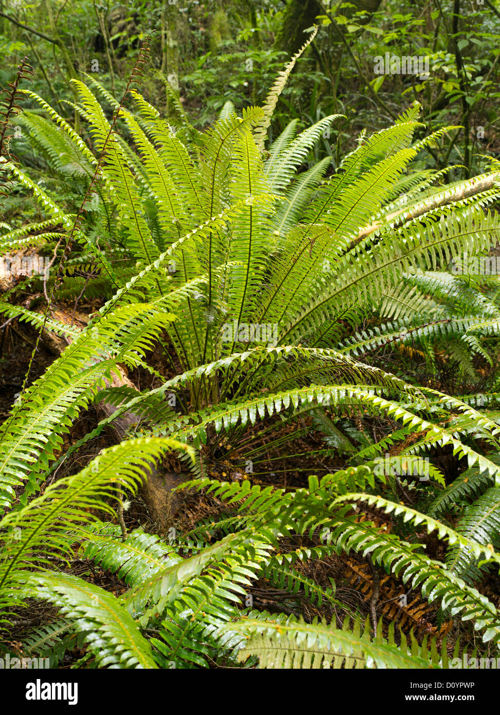 Felci crescente nella foresta pluviale, Catlins riserva forestale, Isola del Sud, Nuova Zelanda; vicino Purakaunui Falls. Foto Stock