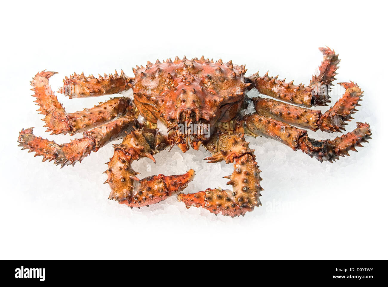 Granchio di re Foto Stock