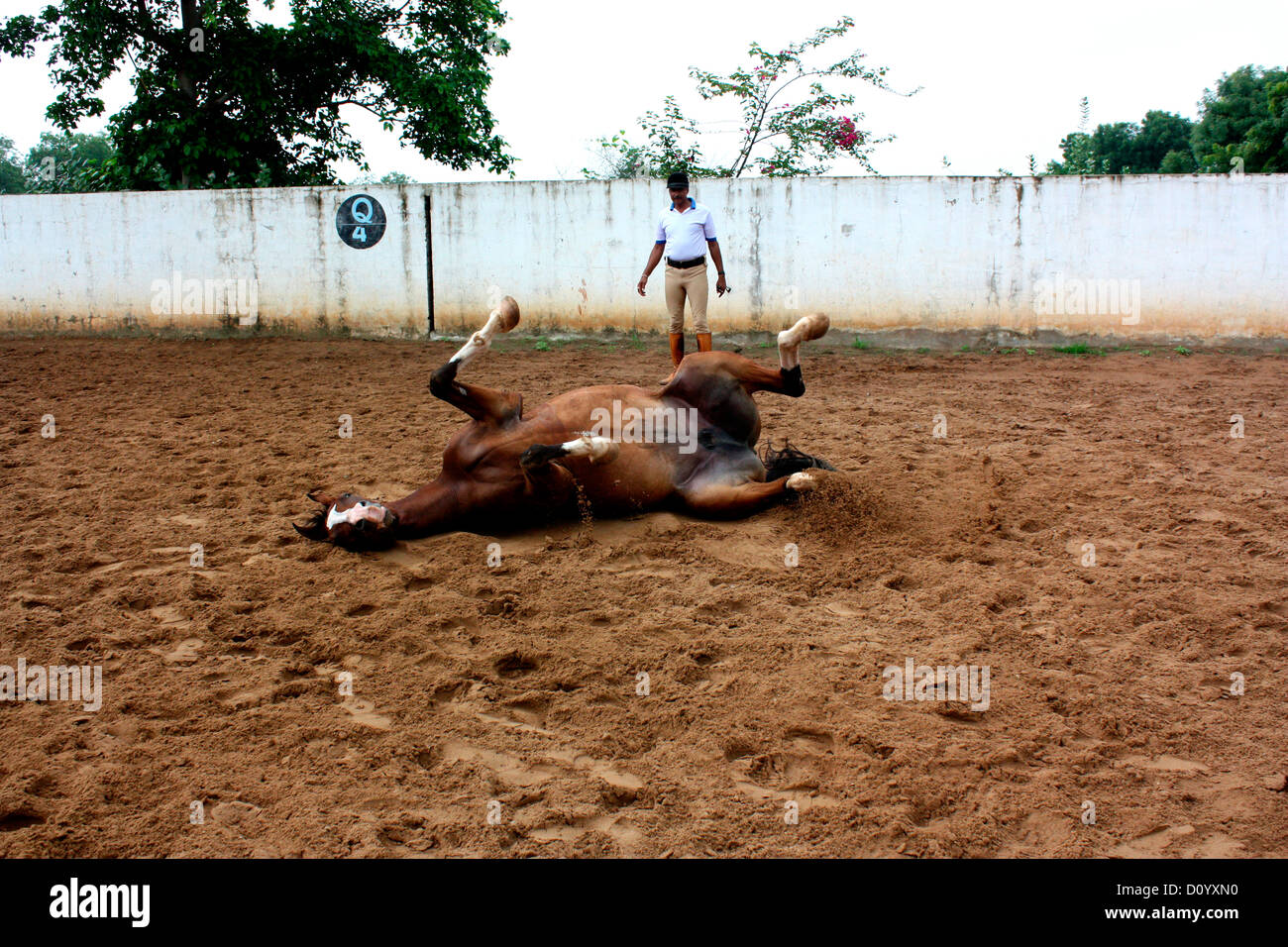 Un formatore di polizia la formazione di un cavallo Foto Stock