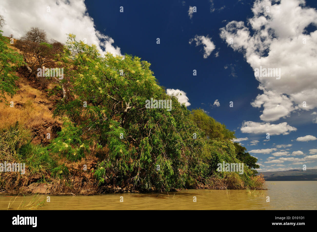 Una piccola isola nel lago Baringo, il Parco Nazionale del Kenya, Africa Foto Stock