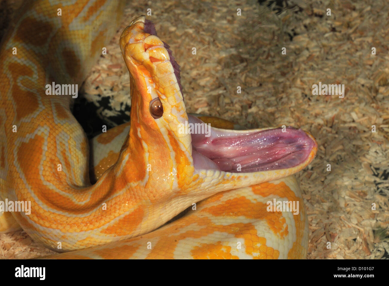 Roccia asiatico Python Python molurus,albine, Pythonidae, Asia orizzontale di Roberto Nistri rettili rettile serpenti serpente Foto Stock