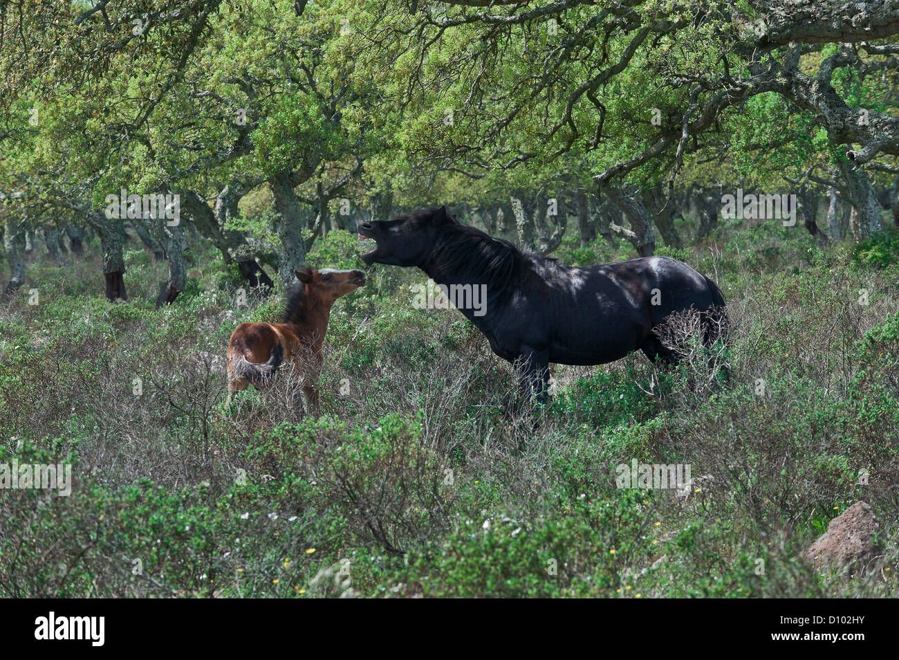 Un stallone nero neighing contro un puledro, Giara di Gesturi, della provincia di Cagliari, Sardegna, Italia Foto Stock