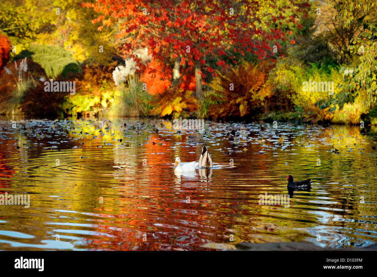 Colori autunnali nei giardini di RBG Kew Wakehurst luogo in Sussex ovest Regno Unito. Foto Stock