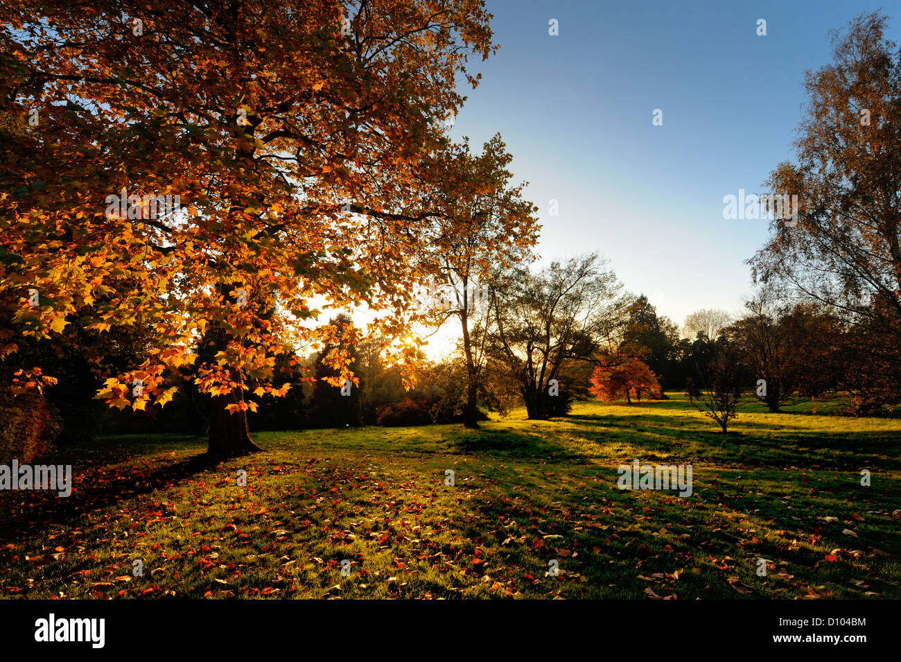 Colori autunnali nei giardini di RBG Kew Wakehurst Place in West Sussex Regno Unito. Foto Stock