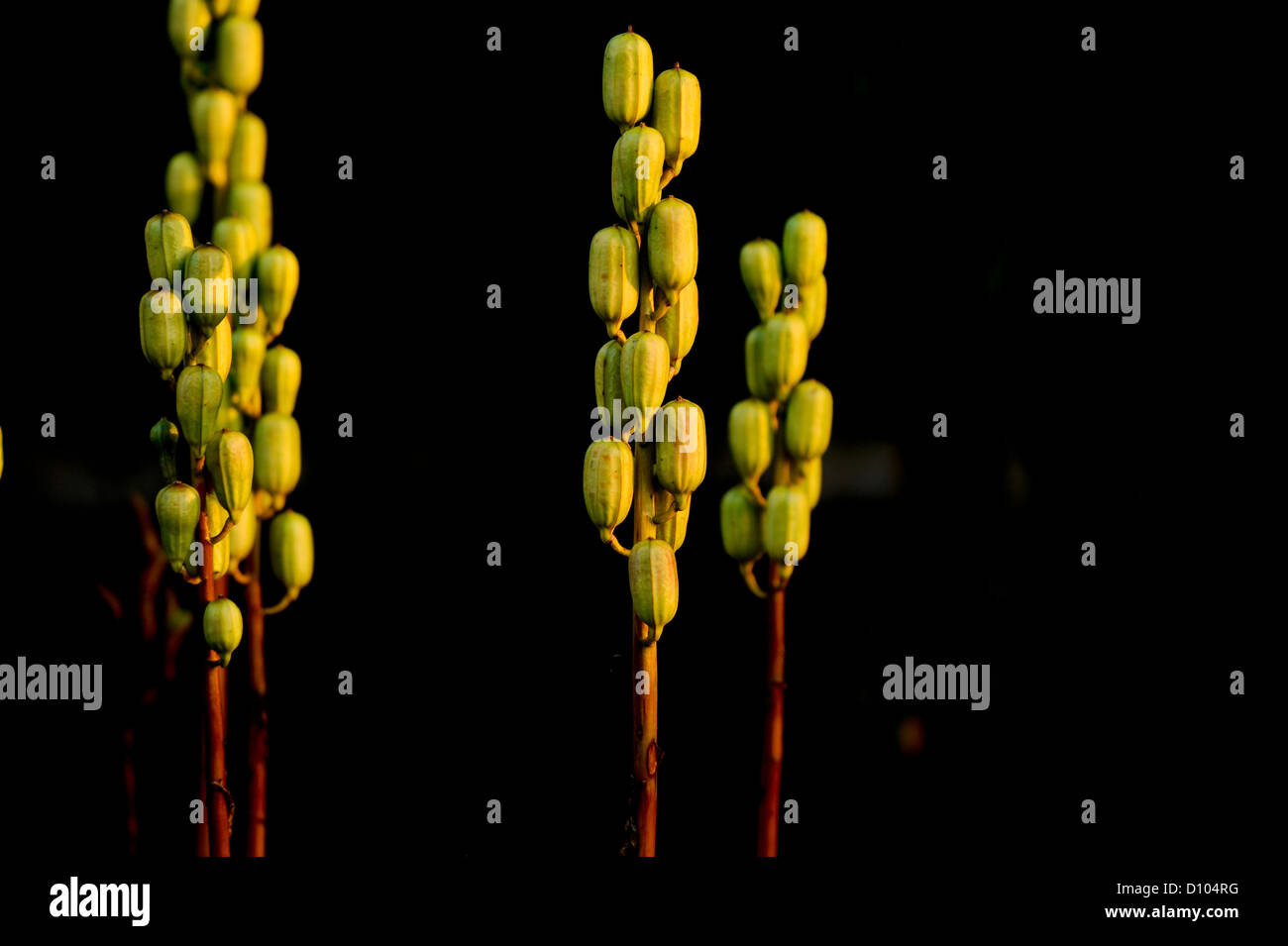 Colori autunnali nei giardini di RBG Kew Wakehurst Place in West Sussex Regno Unito. Foto Stock