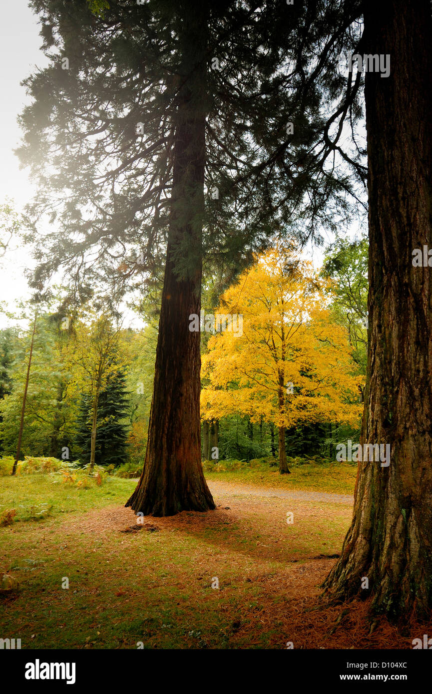 Colori autunnali nei giardini di RBG Kew Wakehurst Place in West Sussex Regno Unito. Foto Stock