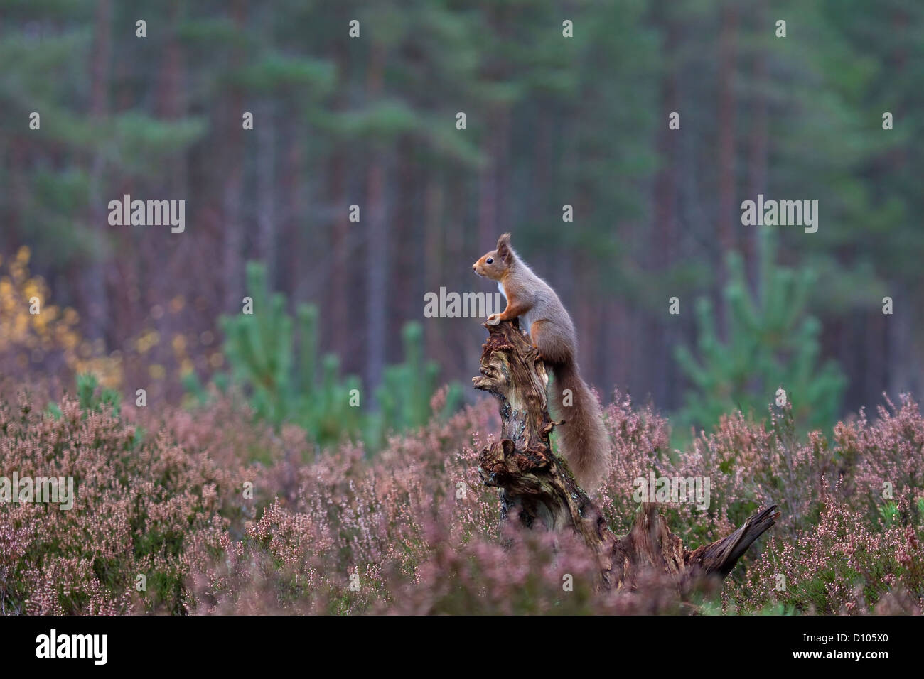 Scoiattolo rosso Sciurus vulgaris appollaiato su un ceppo di albero sorvegliare i dintorni in un scozzese pineta Foto Stock