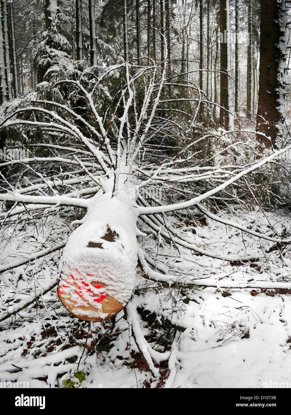 La deforestazione in Germania Foto Stock