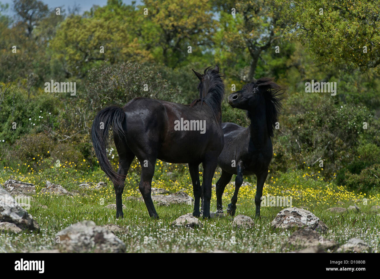 Nero quarreling stalloni, Giara di Gesturi, della provincia di Cagliari, Sardegna, Italia Foto Stock