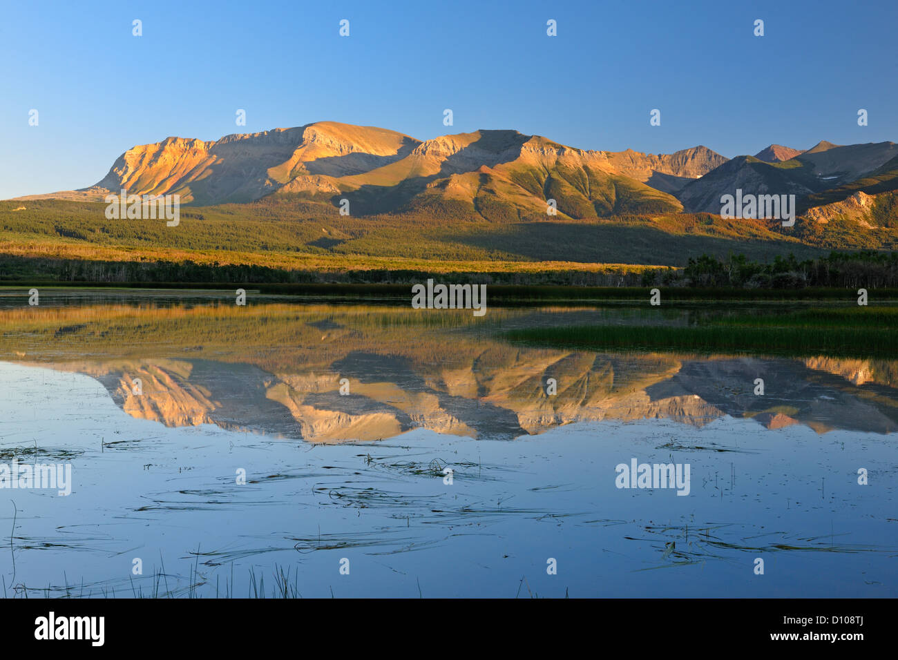 Maskinonge stagni con canneti e riflessioni di Vimy Ridge, il Parco Nazionale dei laghi di Waterton, Alberta, Canada Foto Stock