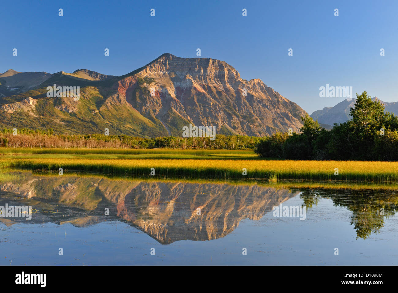 Maskinonge stagni con canneti e riflessioni di Vimy Ridge, il Parco Nazionale dei laghi di Waterton, Alberta, Canada Foto Stock