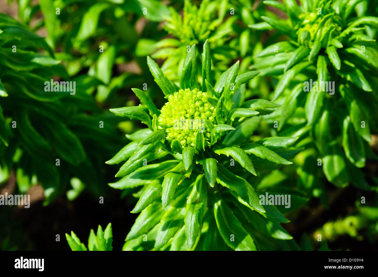 Pianta medicinale Rhodiola rosea oro (root) in giardino Foto Stock