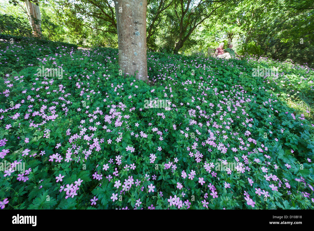Inghilterra, Hampshire, Romsey, Hillier Gardens Foto Stock